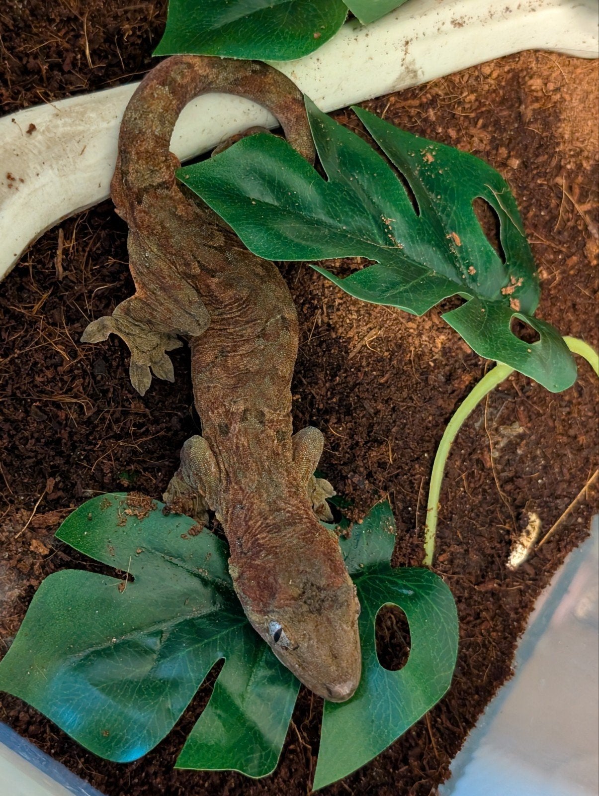 Mniarogekko chahouha 1.0, Dieren en Toebehoren, Hagedis, 3 tot 6 jaar