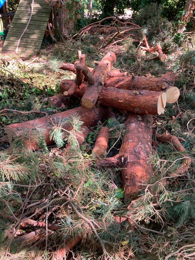 Brandhout Stam Dennenboom, Tuin en Terras, Brandhout, Ophalen, Overige houtsoorten, Stammen