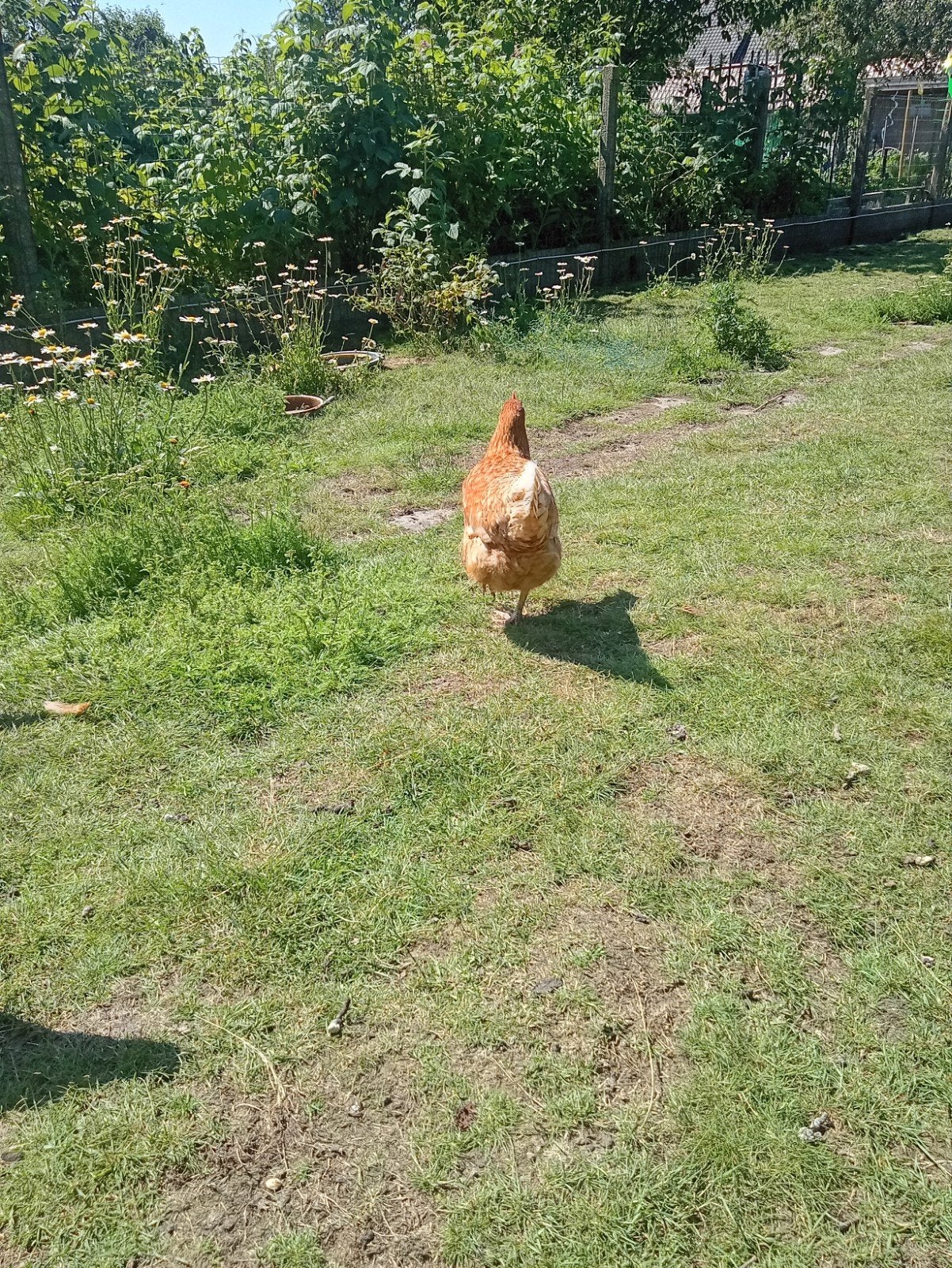 Legkippen