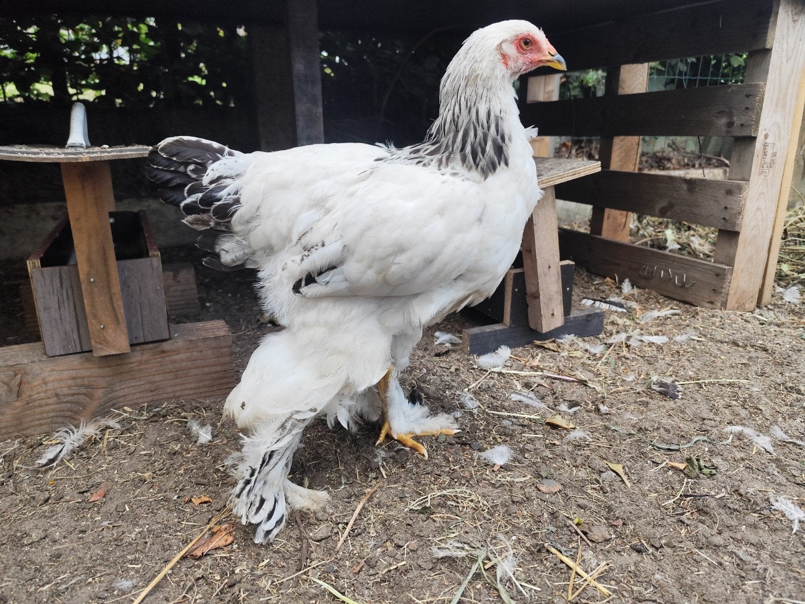 Brahma hennen, Dieren en Toebehoren, Pluimvee