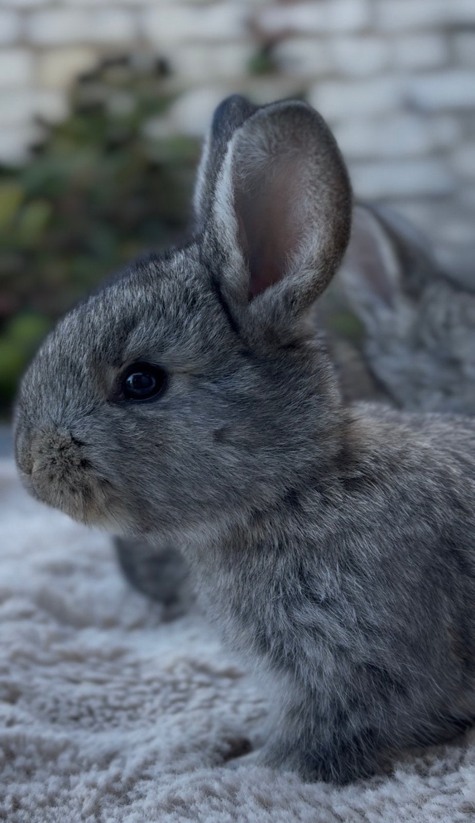 Lapins geants des flandres, Enlèvement, Lapin