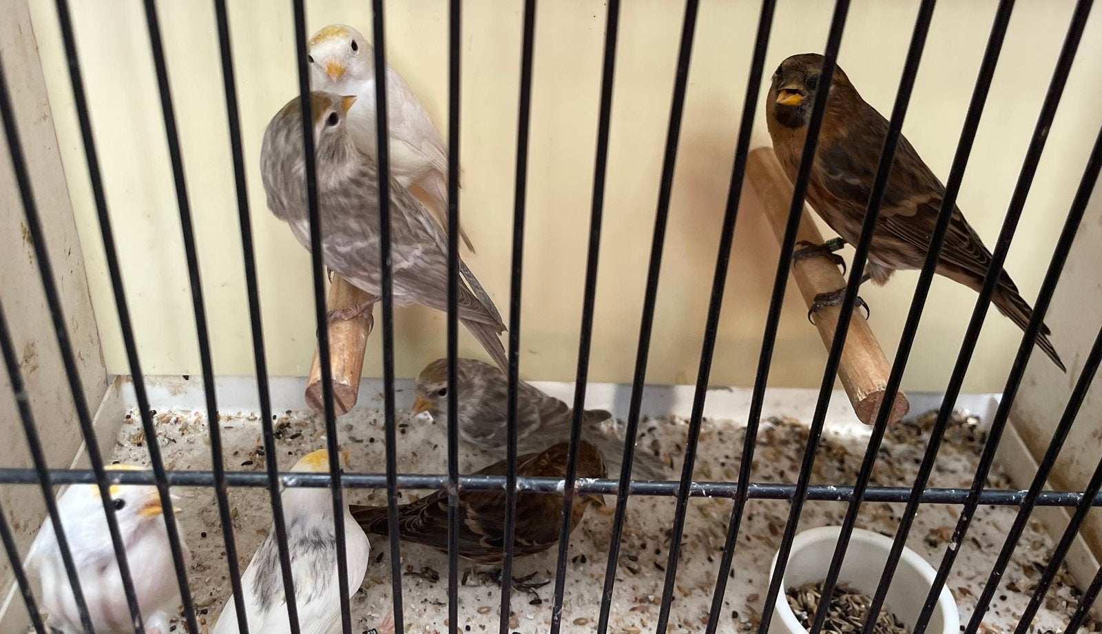 Barmsijzen 2026, Dieren en Toebehoren, Meerdere dieren, Wildzangvogel, Geringd