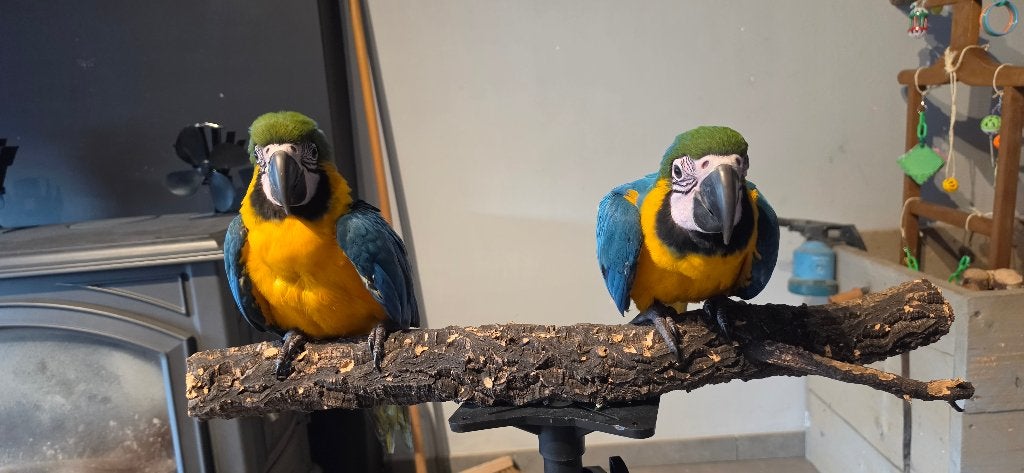 2 tamme baby blauw gele ara's, Dieren en Toebehoren, Vrouwelijk, Papegaai, Tam