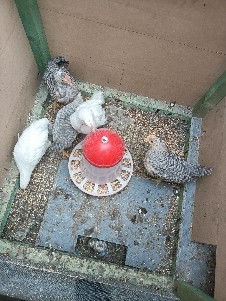 Jonge Haantjes, Mâle, Poule ou poulet