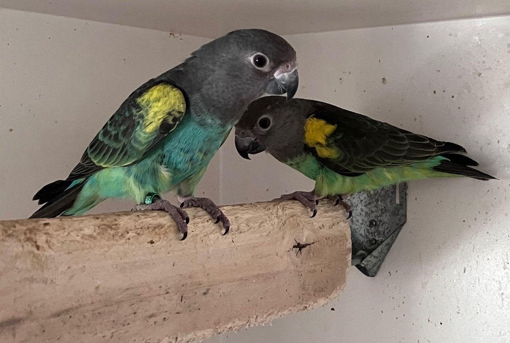 1-1 Poicephalus Meyeri samedi 2025-2026, Plusieurs animaux, Perroquet, Bagué