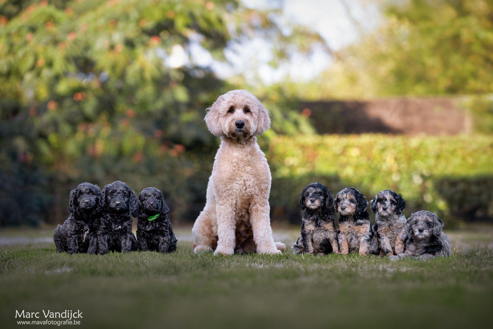Prachtige particulier nestje medium doodle pups, Dieren en Toebehoren, België, Particulier, Overige rassen, 8 tot 15 weken