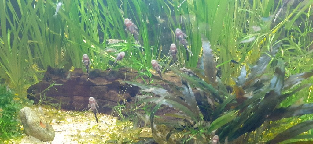 Ancistrus (borstelneus) en Black Molly's, Dieren en Toebehoren, Vis, Zoetwatervis