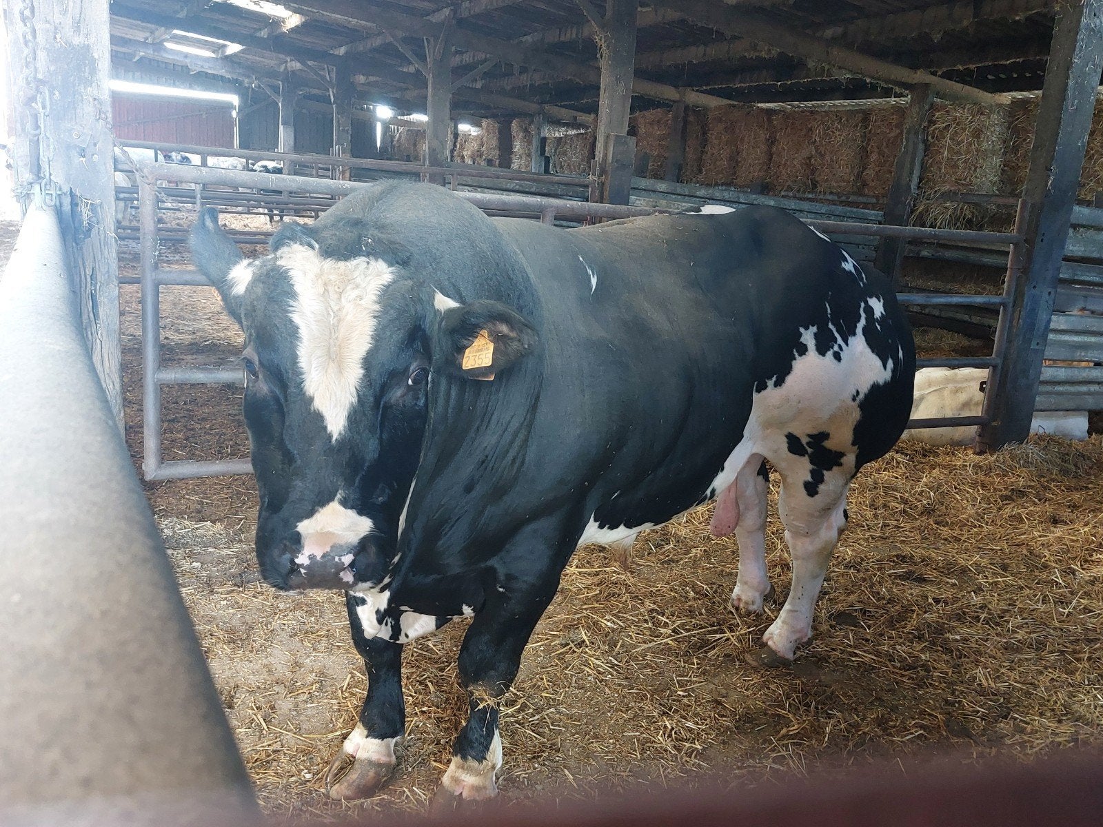 dekstier, Dieren en Toebehoren
