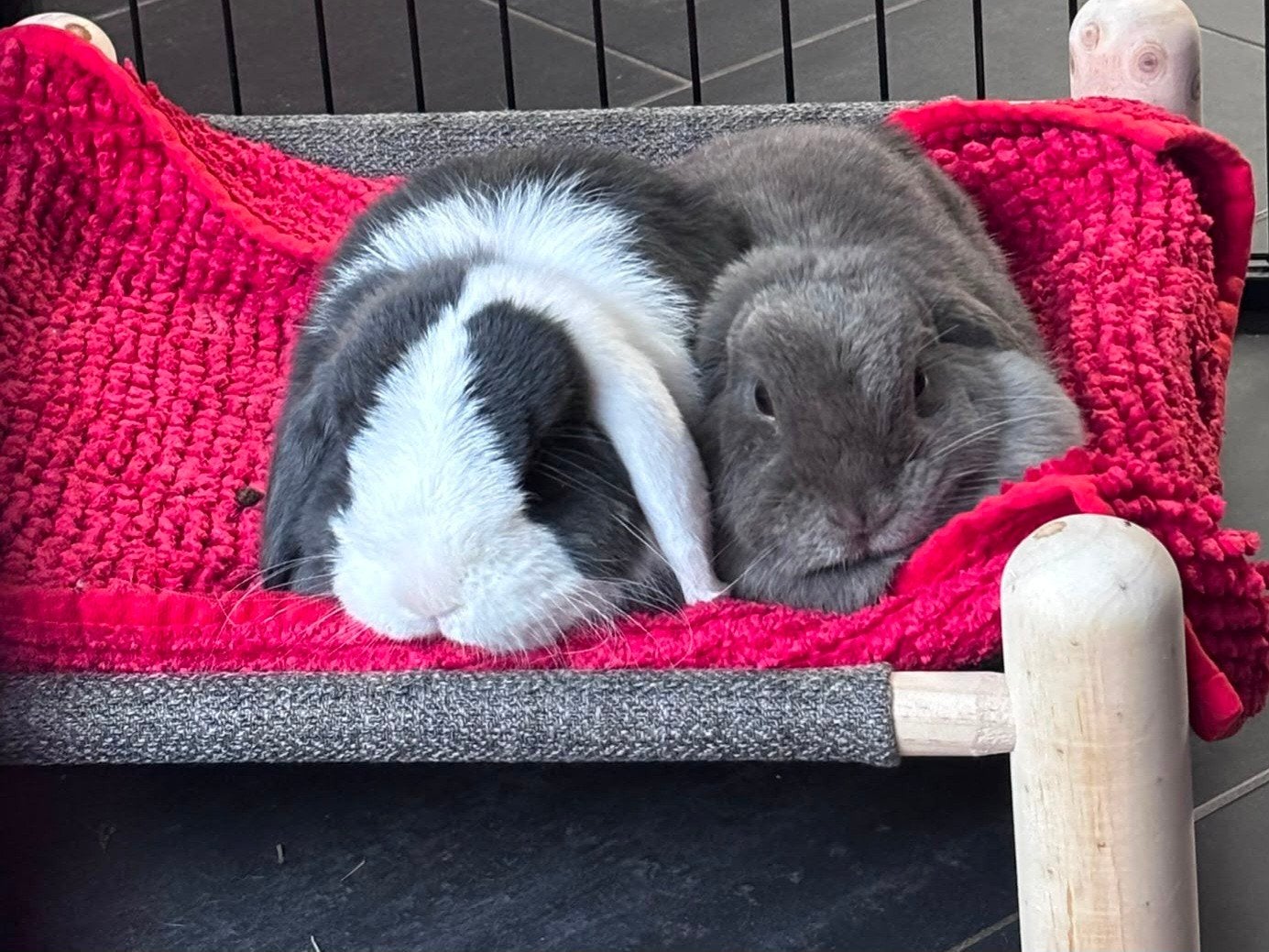 Koppel tamme konijntjes, Dieren en Toebehoren, Ophalen, Konijn