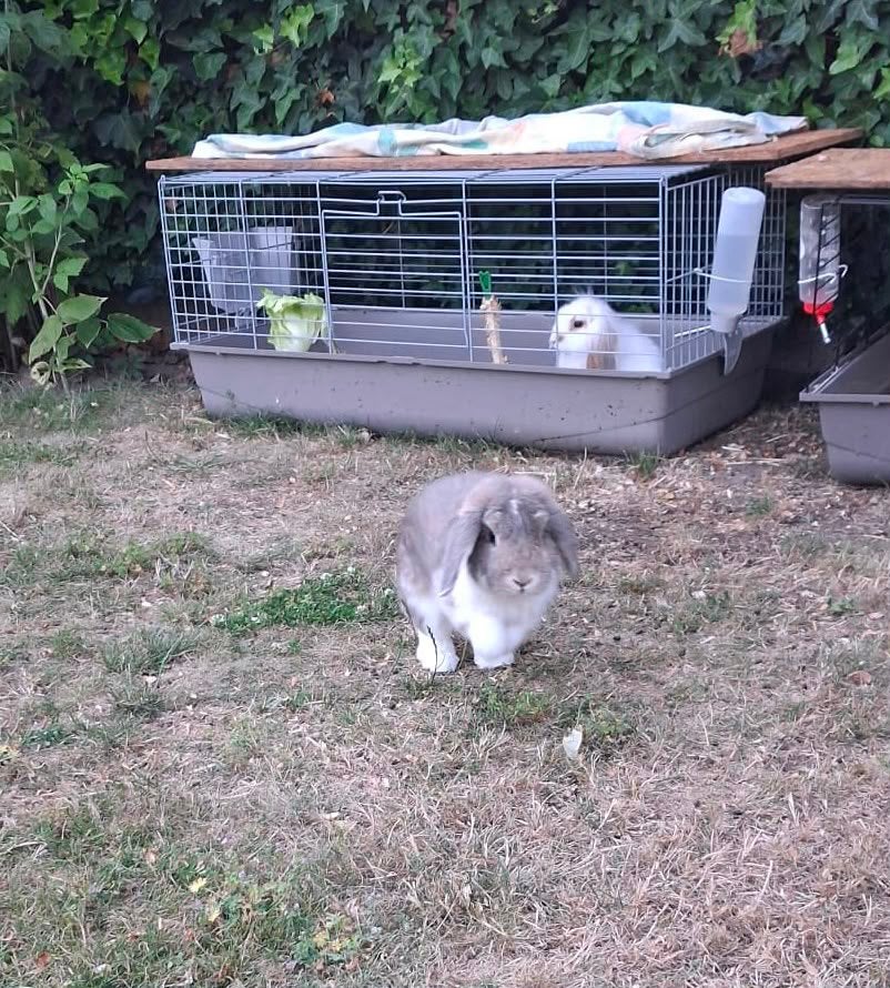 Twee jonge konijntjes, Dieren en Toebehoren, Ophalen, Zo goed als nieuw