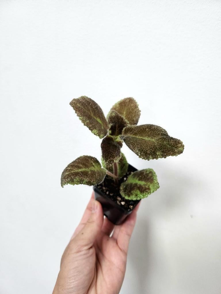 Episcia Emerald Velvet, Huis en Inrichting, Kamerplanten, Overige soorten, In pot, Minder dan 100 cm, Groene kamerplant