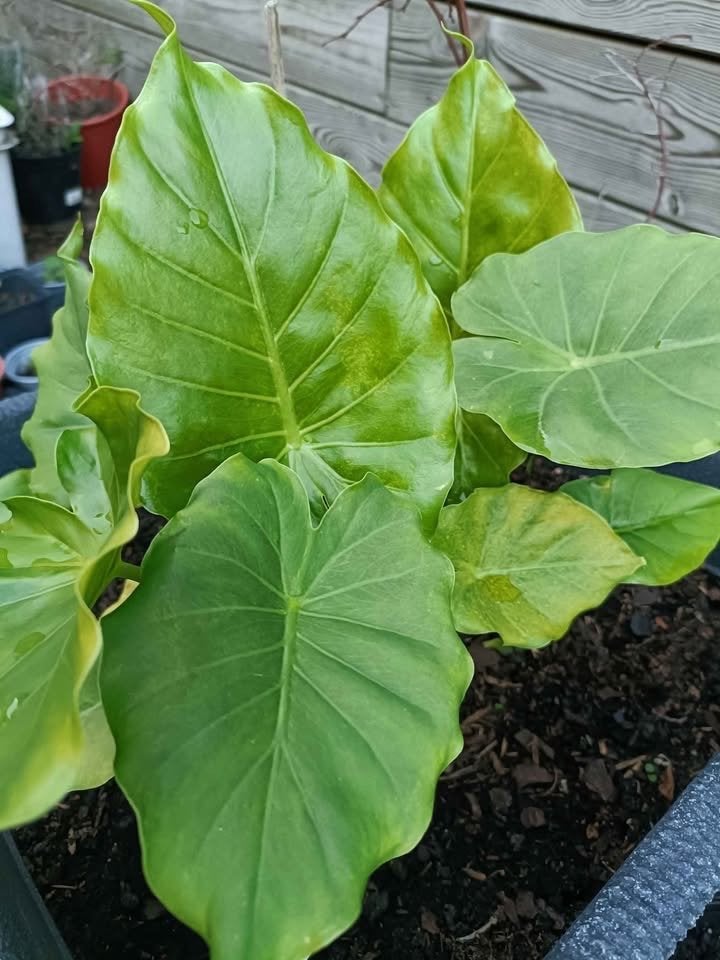 Alocasia planten / olifantenoor , binnen of buitenplant, Vaste plant, Bloeit niet, Halfschaduw, Ophalen