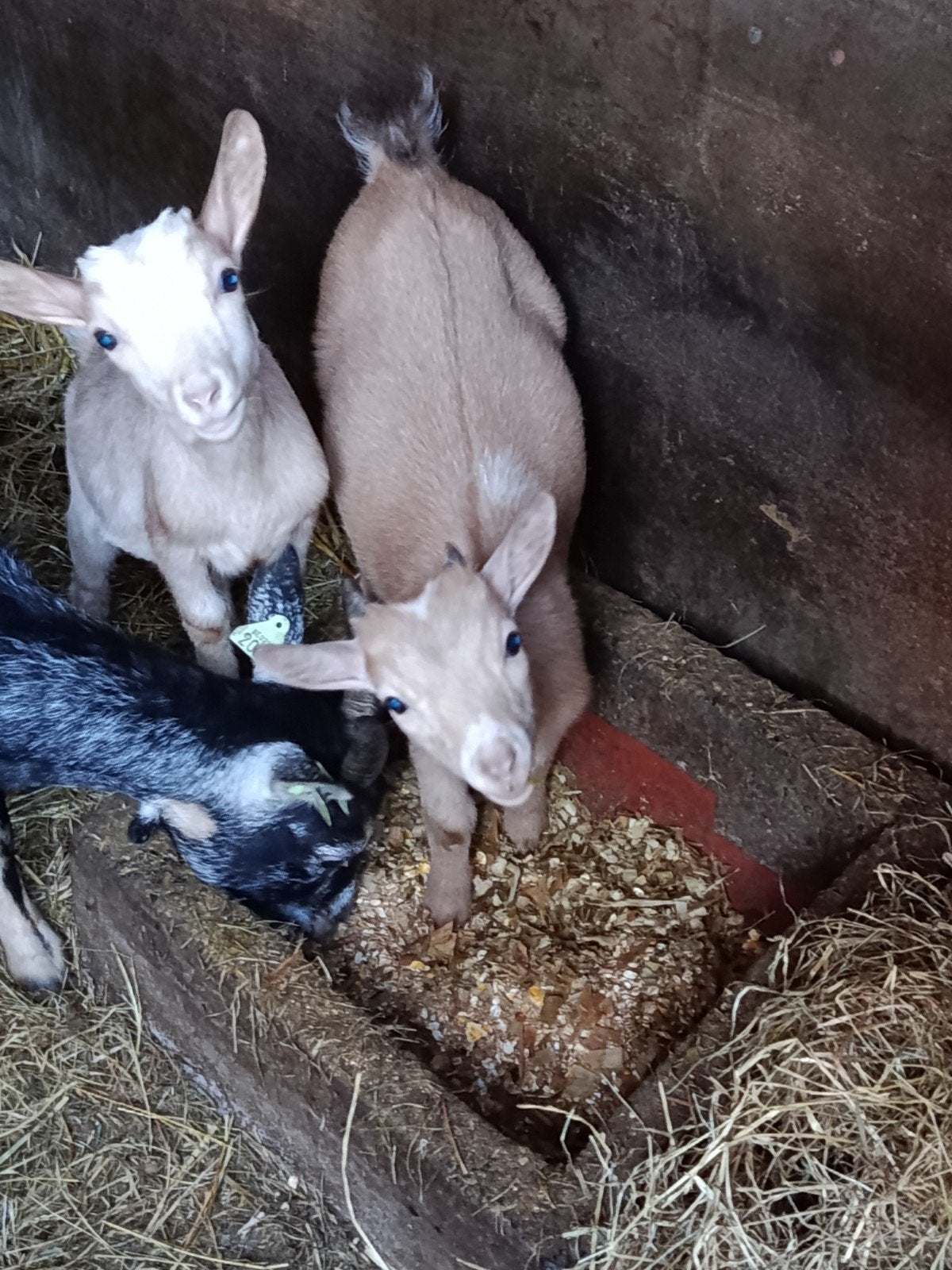 dwerggeiten bokje, Dieren en Toebehoren, Mannelijk, Geit, 0 tot 2 jaar