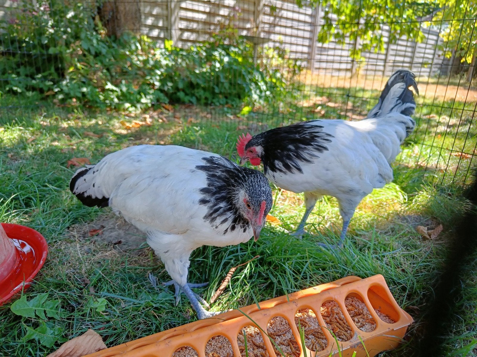 Koppel/ Trio  Lakenvelders, Dieren en Toebehoren, Vrouwelijk, Kip