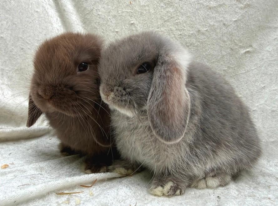 Mega mooi super lief handtam koppeltje Minilop konijntjes, Animaux & Accessoires, Lapins, Petit, Plusieurs animaux, 0 à 2 ans