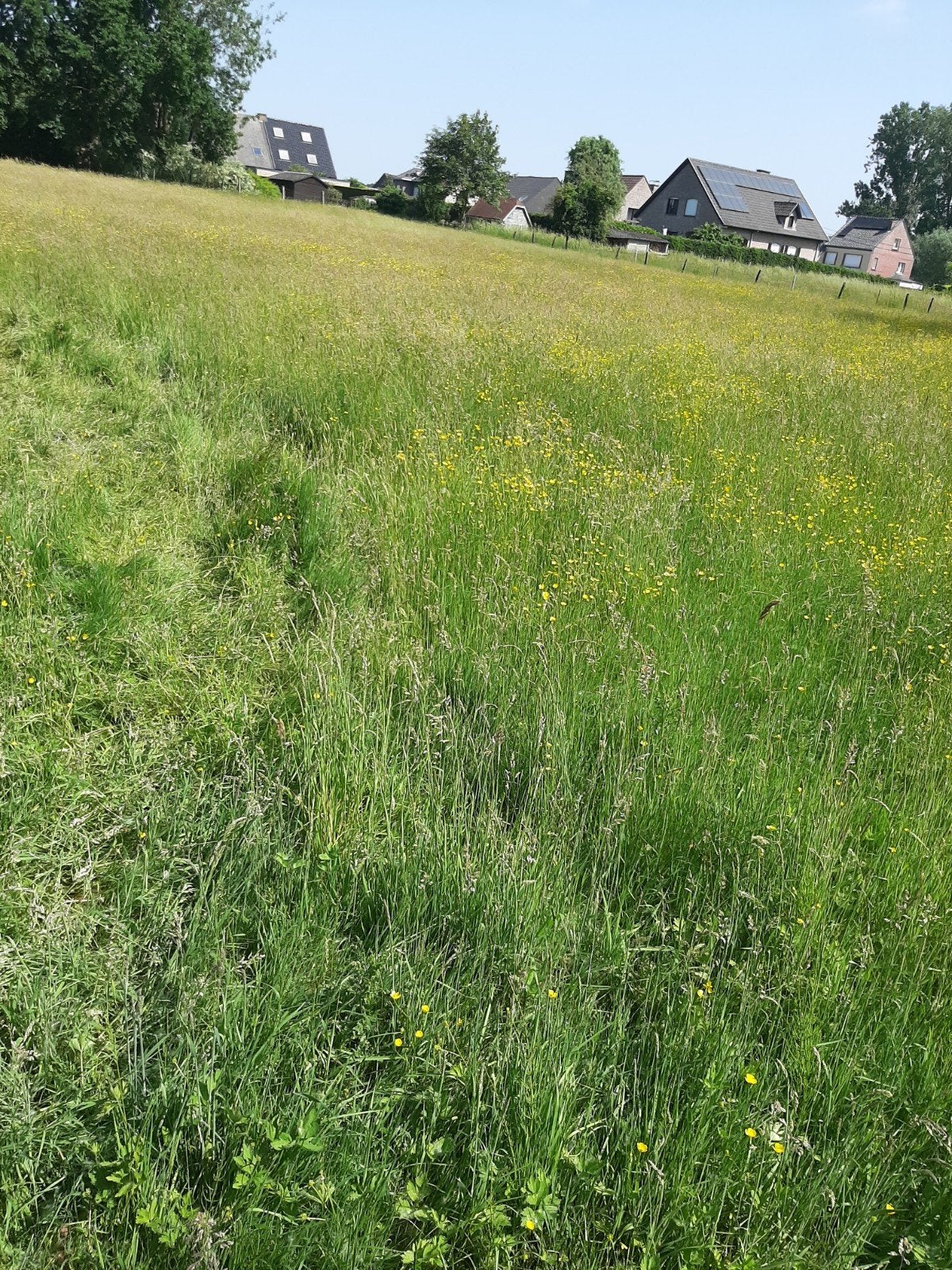 Weidegras om te hooien