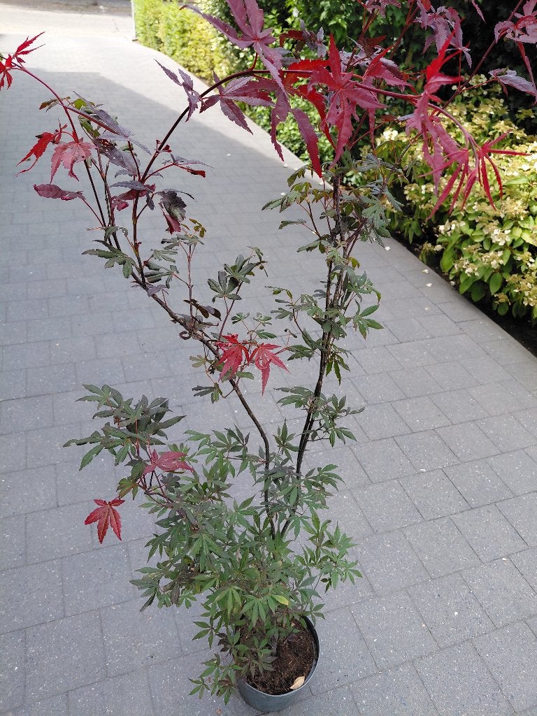 Acer Atropurpureum, Tuin en Terras, Planten | Bomen, Ophalen, Halfschaduw