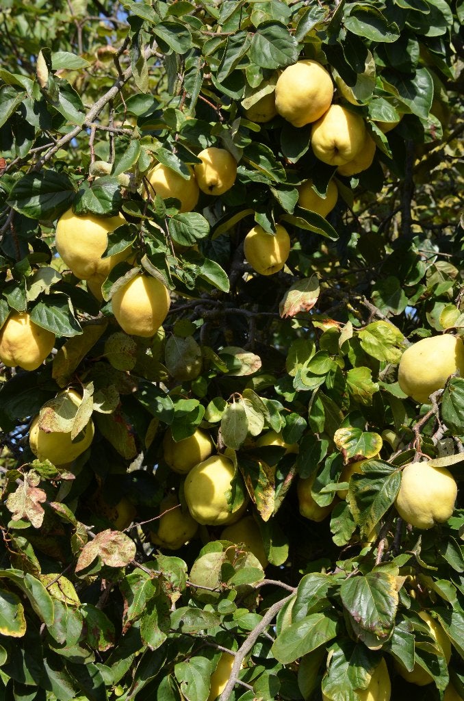 KWEEPEREN bio, Ophalen
