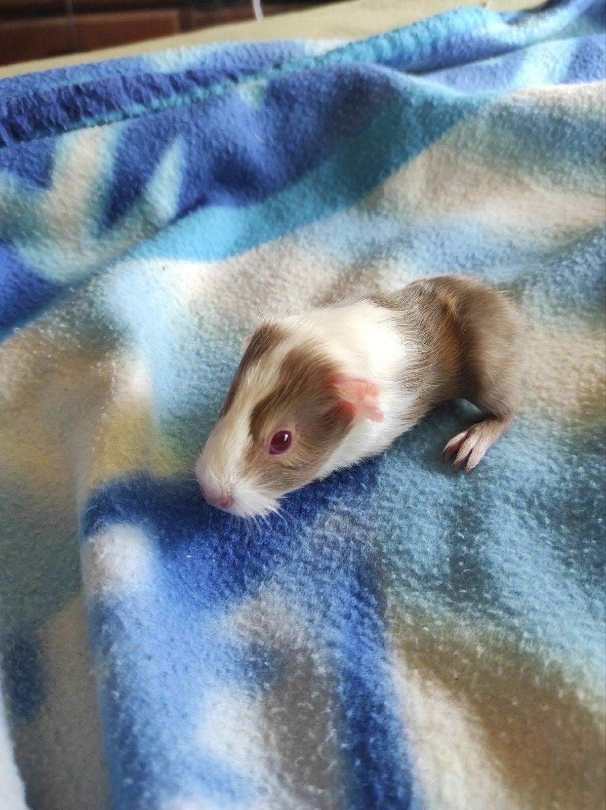 jonge caviatjes lees beschrijving, Dieren en Toebehoren, Knaagdieren, Juli, Meerdere dieren, Cavia