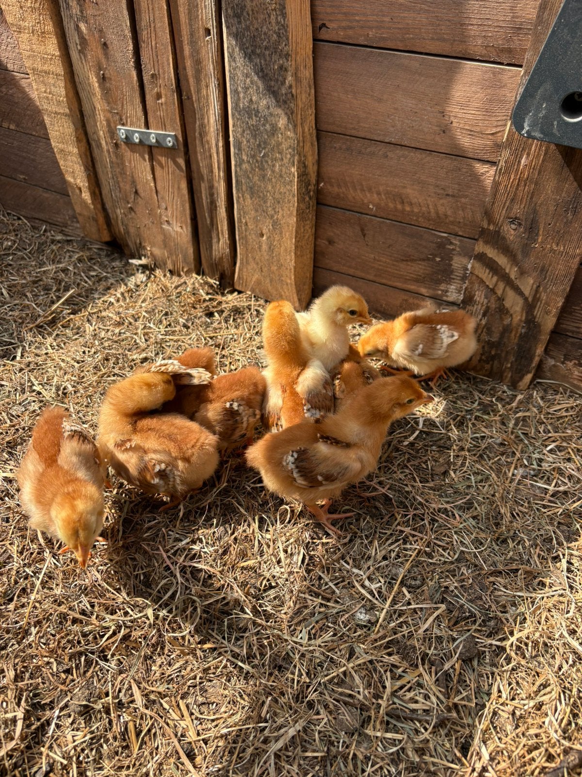 Jonge kuikens te koop 14 dagen oud, Dieren en Toebehoren, Pluimvee