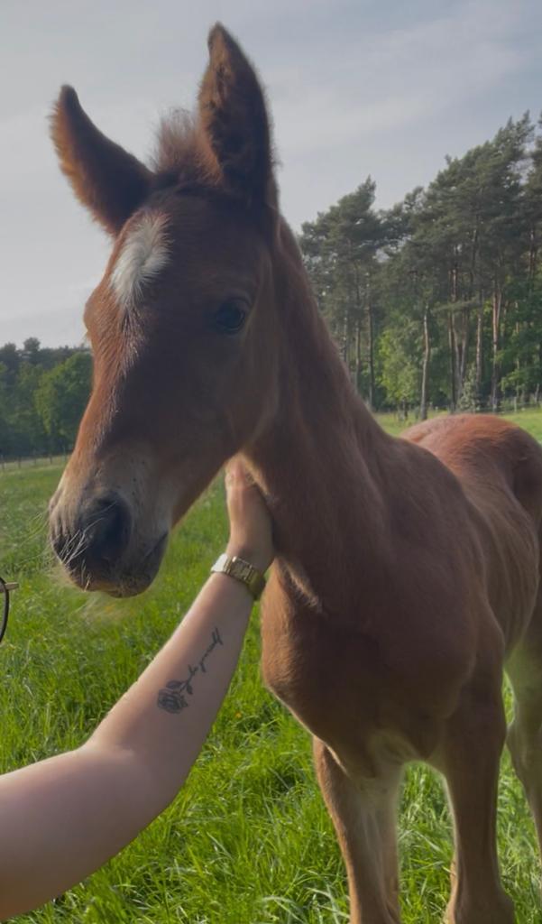 D pony veulen, Dieren en Toebehoren, Paarden, Merrie, Onbeleerd, Minder dan 160 cm, 0 tot 2 jaar, Springpaard