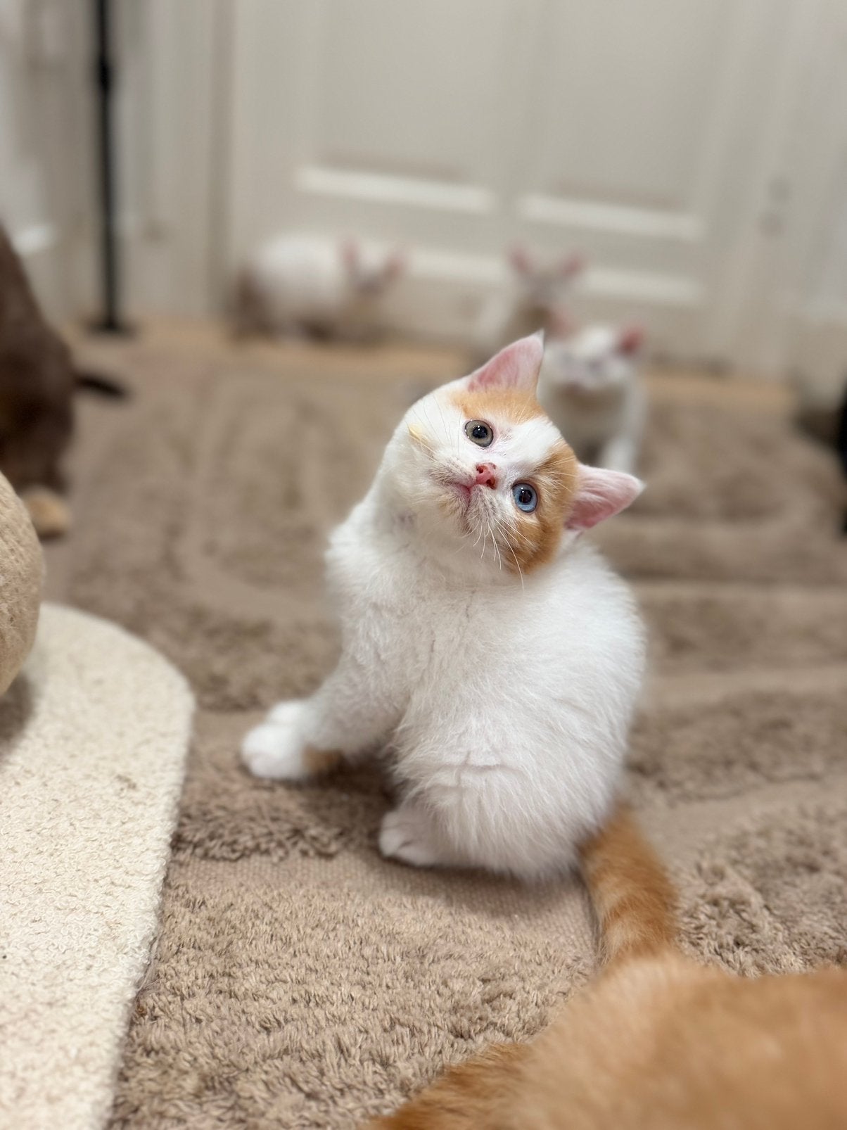 British Shorthair, Chat, Avec pedigree, 0 à 2 ans