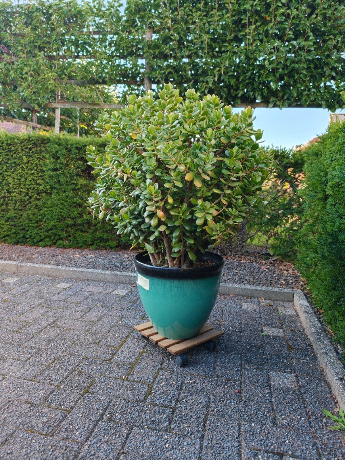Crassula Ovata (geldboom), Enlèvement