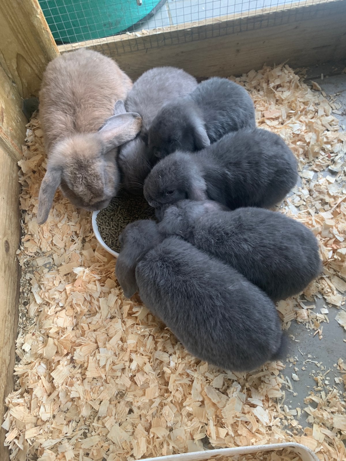Hangoor nhd, Dieren en Toebehoren, Hangoor, 0 tot 2 jaar