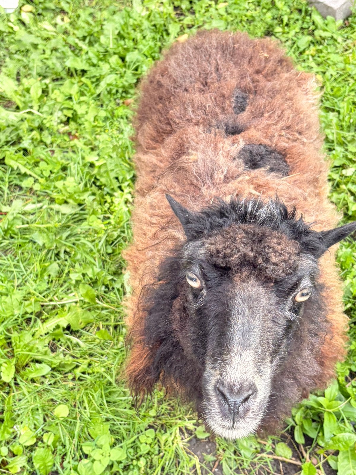 Ooi te koop 50 euro, Animaux & Accessoires, Mouton