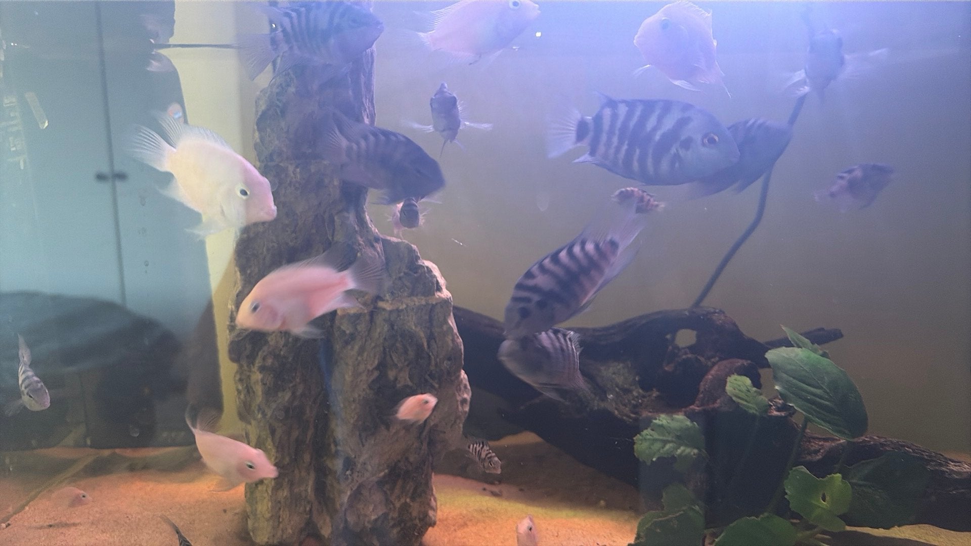 25 tal Convict cichliden, Dieren en Toebehoren, Vissen | Aquariumvissen, Vis, Zoetwatervis, Schoolvis