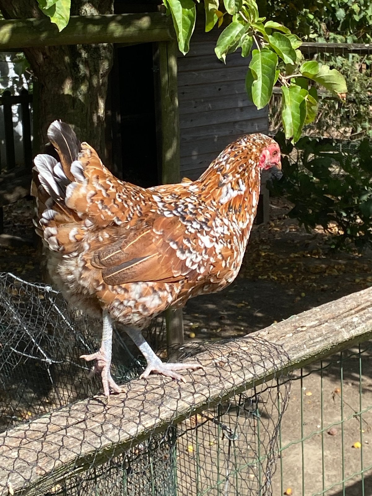 Koppel kippen te koop, Dieren en Toebehoren, Meerdere dieren, Kip
