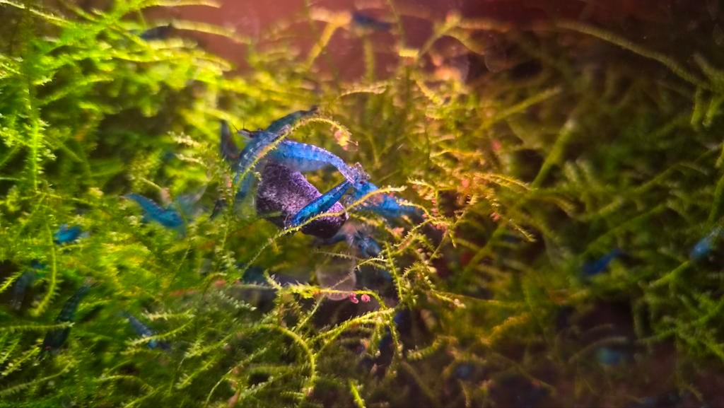 Blauwe garnalen, Blue Diamond. Leidingwater, Dieren en Toebehoren