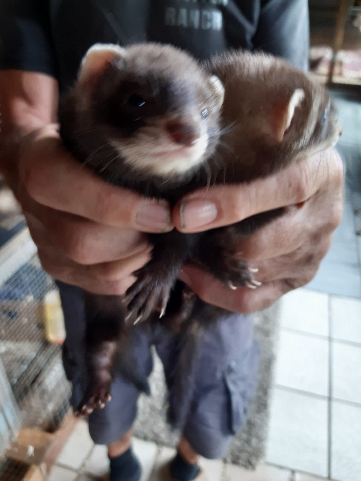 Black sabels fretjes, Mei, Meerdere dieren