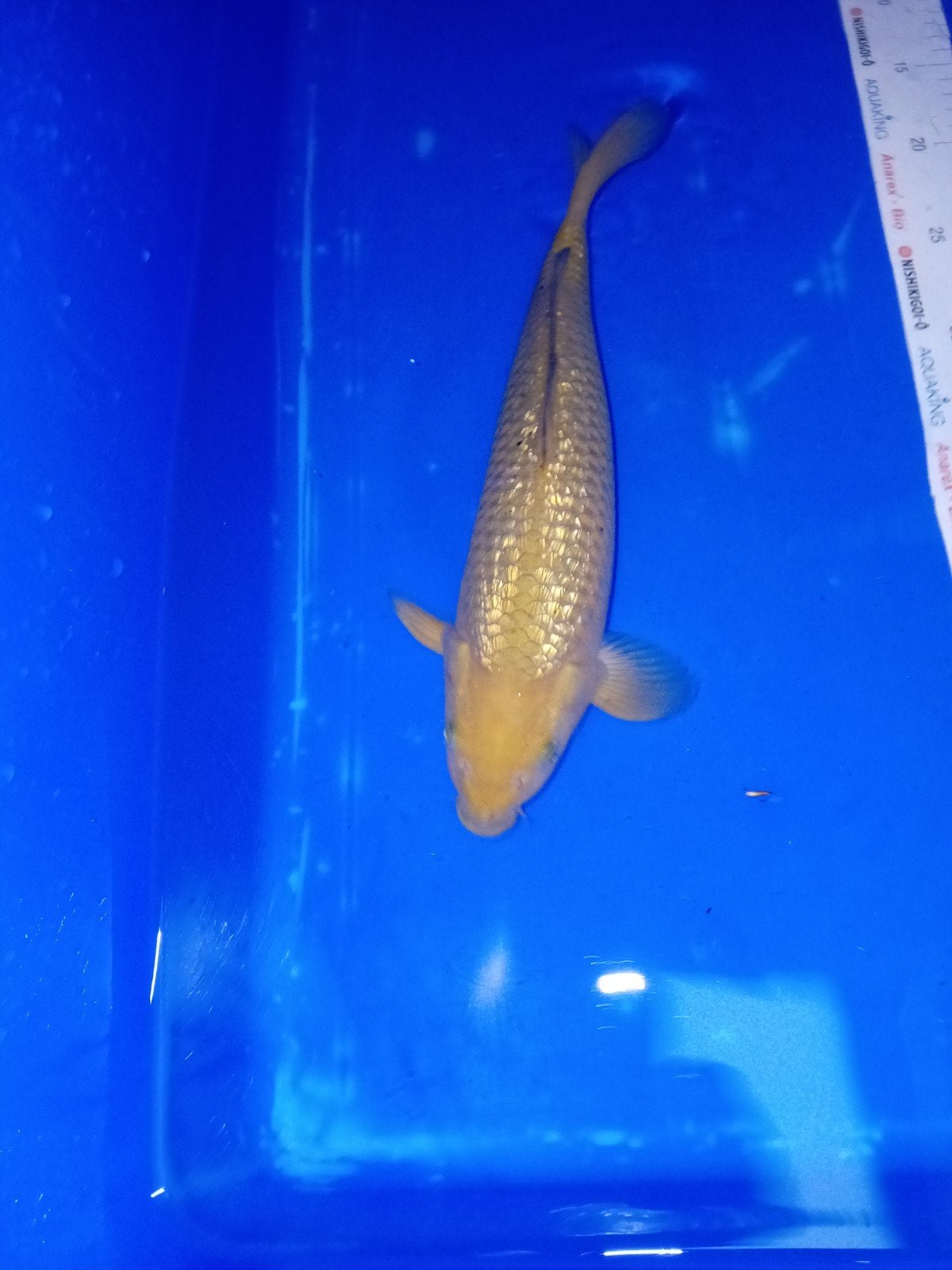 Ginrin chagoi 2, Karper of Koi
