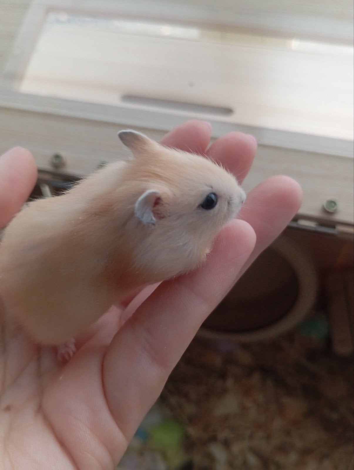 rusische dwerghamsters, Dieren en Toebehoren, Juli, Meerdere dieren, Hamster