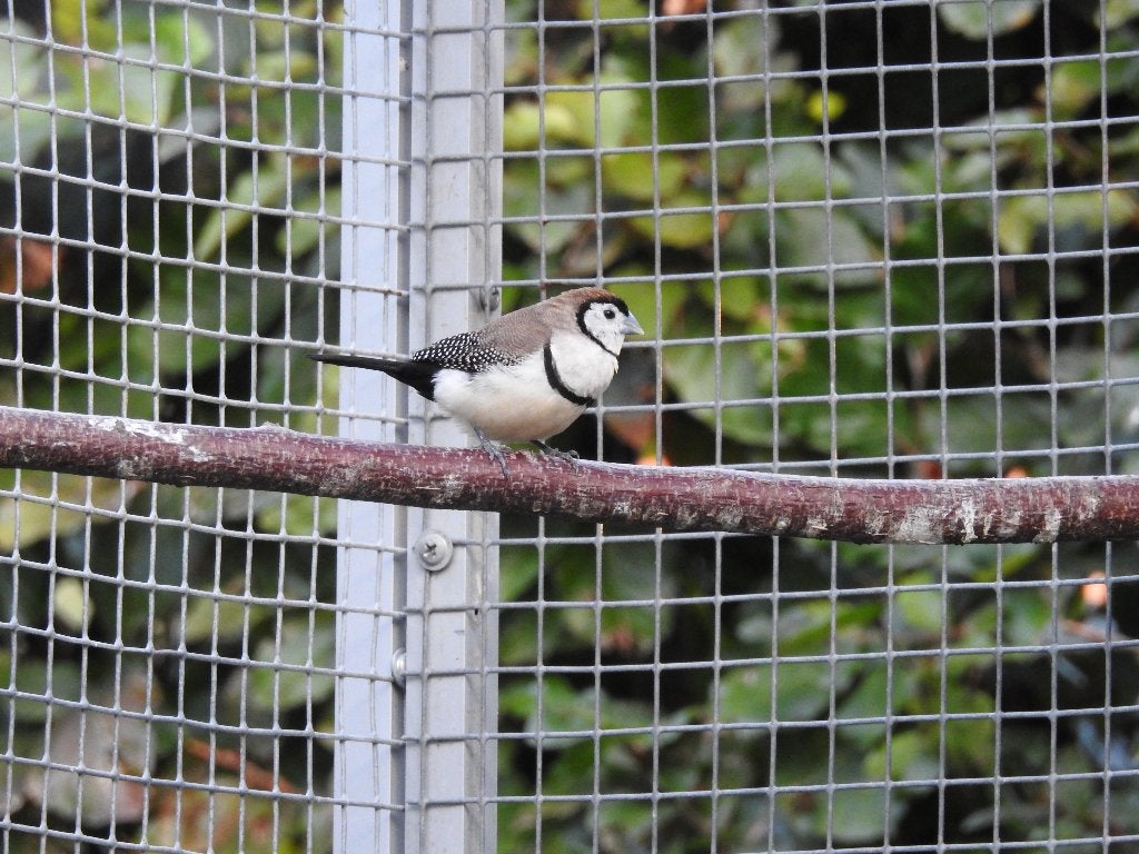 bichenows astrid, Dieren en Toebehoren, Geringd