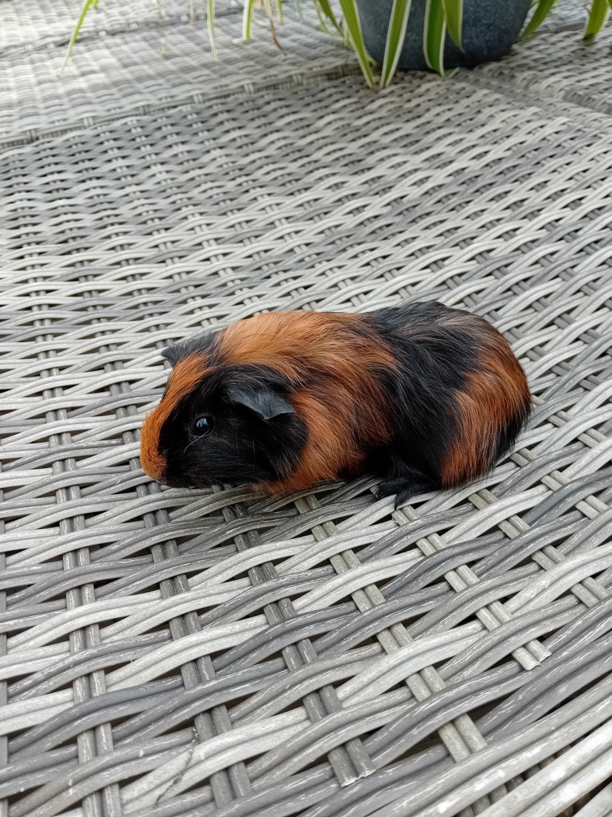 prachtige cavia beertjes, Animaux & Accessoires, Rongeurs, Juin, Cobaye