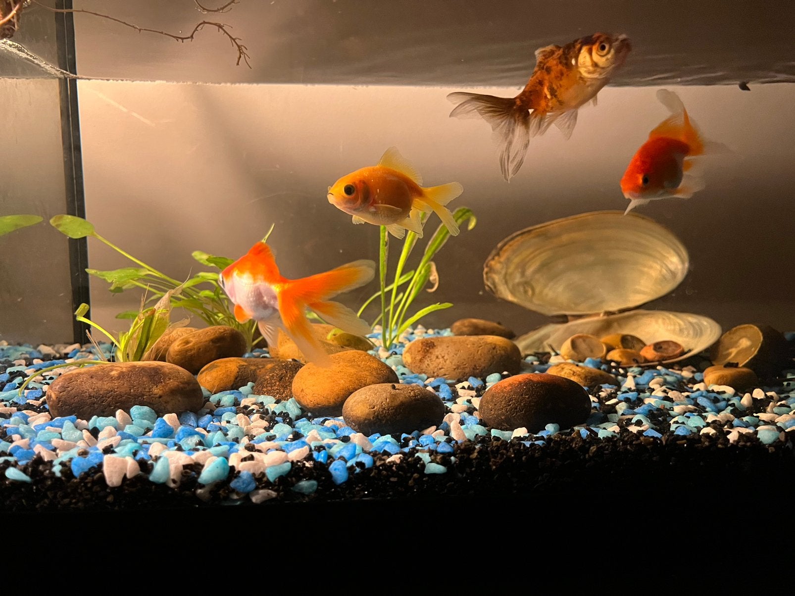 Foster Family Wanted for Aquarium Fish, Animaux & Accessoires, Poissons | Poissons d'aquarium, Poisson d'eau douce, Poisson