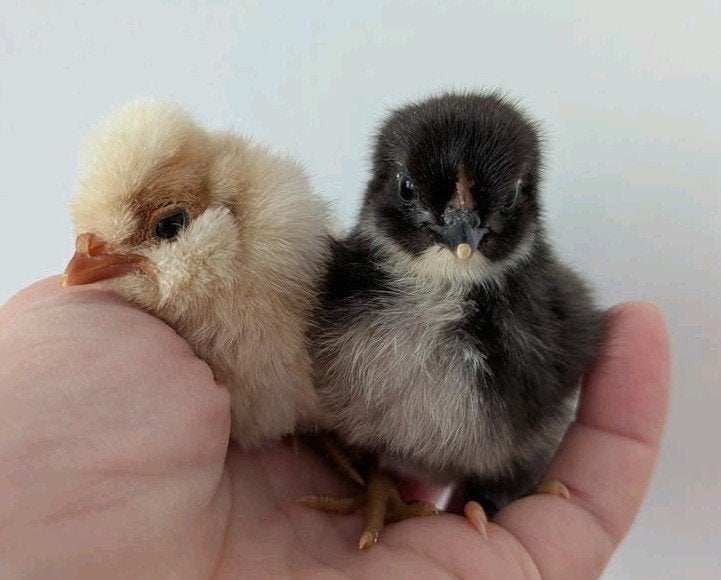 Kuikens padua en Easter Eggers/ kleurleggers kippen, Dieren en Toebehoren, Kip