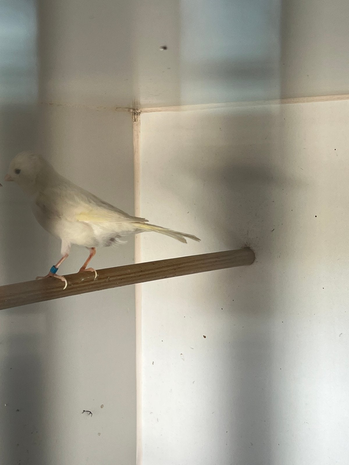 Kanaries, Dieren en Toebehoren, Vrouwelijk, Kleurkanarie