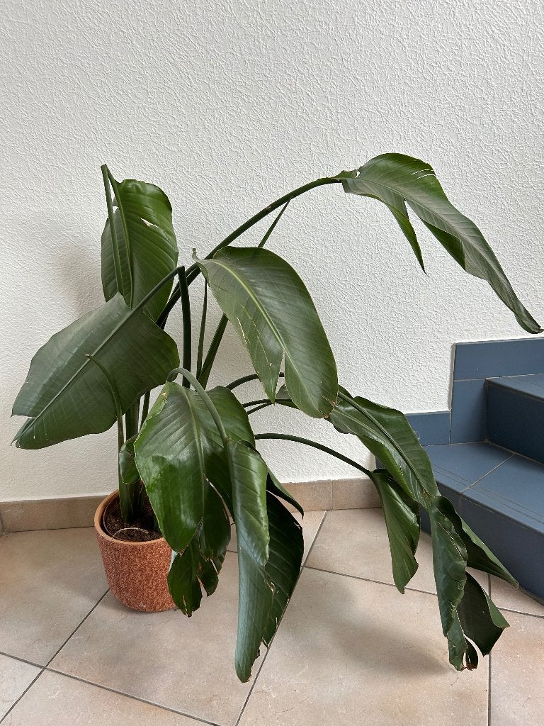 Plant, Ophalen