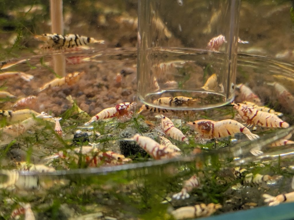 Caridina garnalen - fancy red / black tiger mix, Dieren en Toebehoren, Vissen | Aquariumvissen, Kreeft, Krab of Garnaal, Zoetwatervis