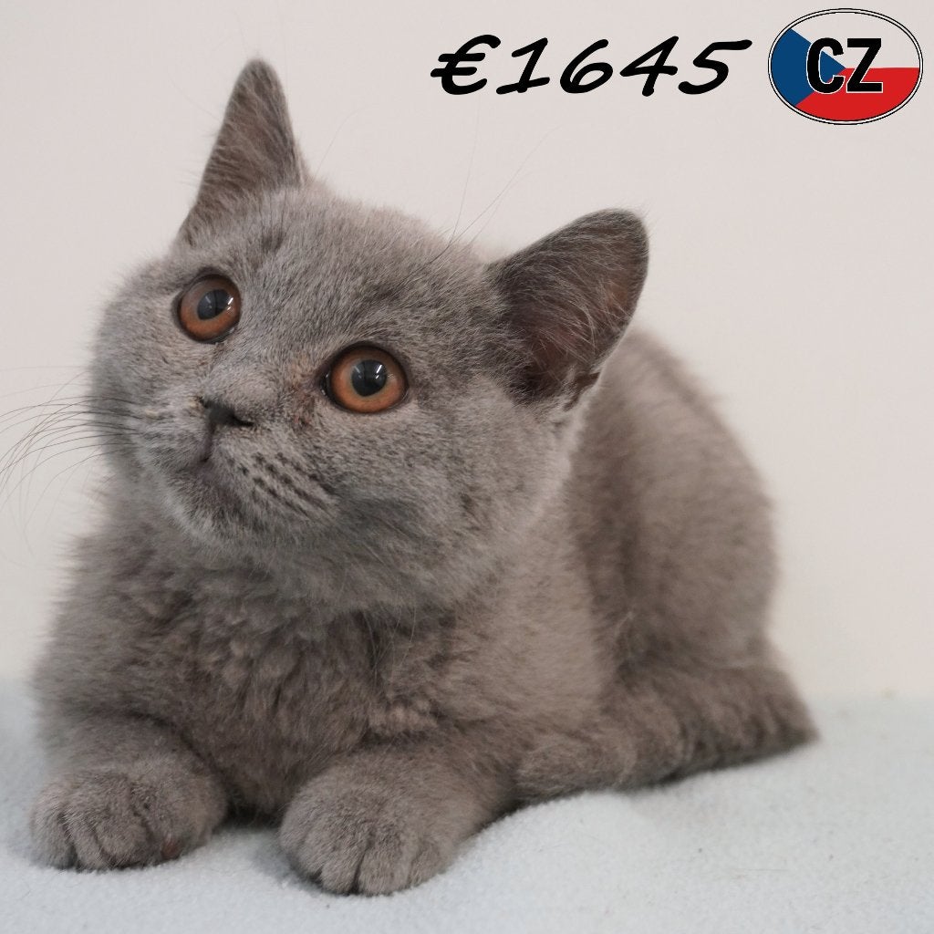 British Shorthair, chatons Bleu à vendre, Animaux & Accessoires, Chats & Chatons | Chats de race | Poil ras, Plusieurs animaux