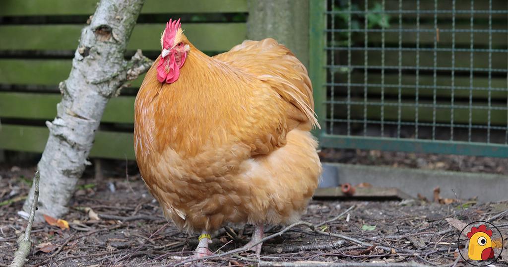 Haan Orpington, Dieren en Toebehoren, Pluimvee, Mannelijk, Kip