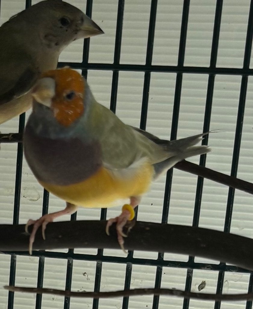 Gouldamadine, Mannelijk, Tropenvogel