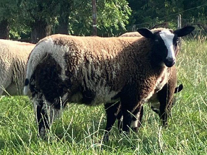 Baggerbonte ooi, Dieren en Toebehoren