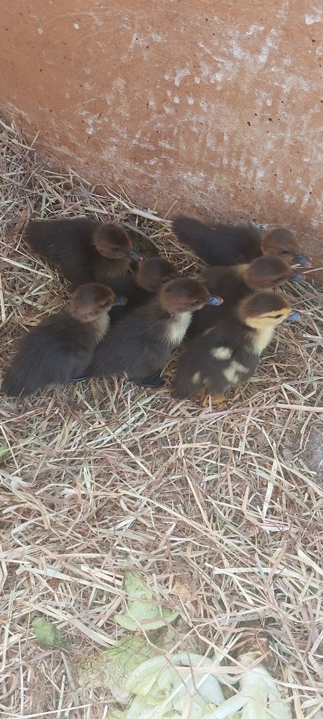 Barberie eendjes, Dieren en Toebehoren, Pluimvee, Meerdere dieren, Eend