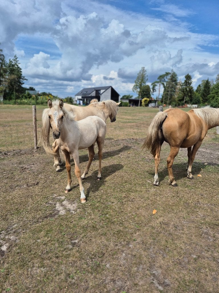 Palomino welsh hengsten veulen, Animaux & Accessoires, Moins de 160 cm, Étalon, 0 à 2 ans, Non dressé
