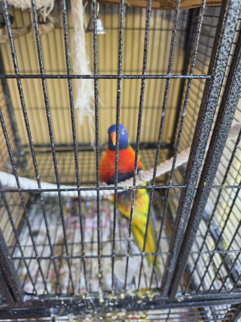 Te koop, Dieren en Toebehoren