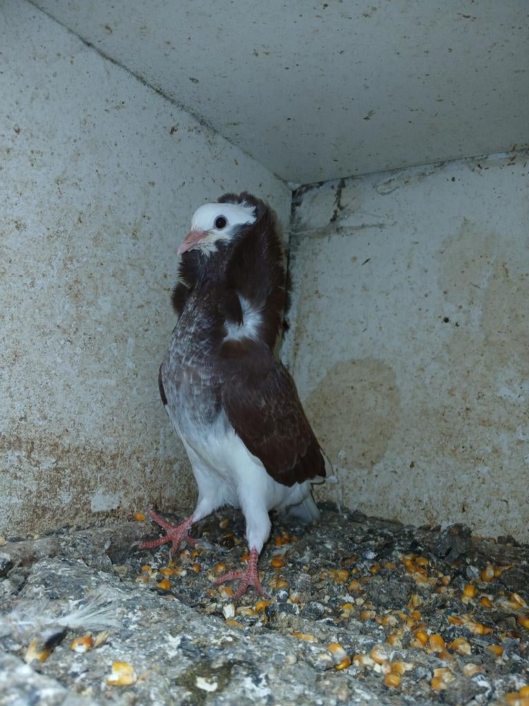 Koppel kapucijn duiven 15 per koppel, Dieren en Toebehoren